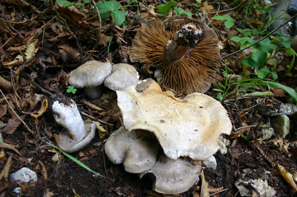 Cortinarius anfractoides  Hy. & Trescol